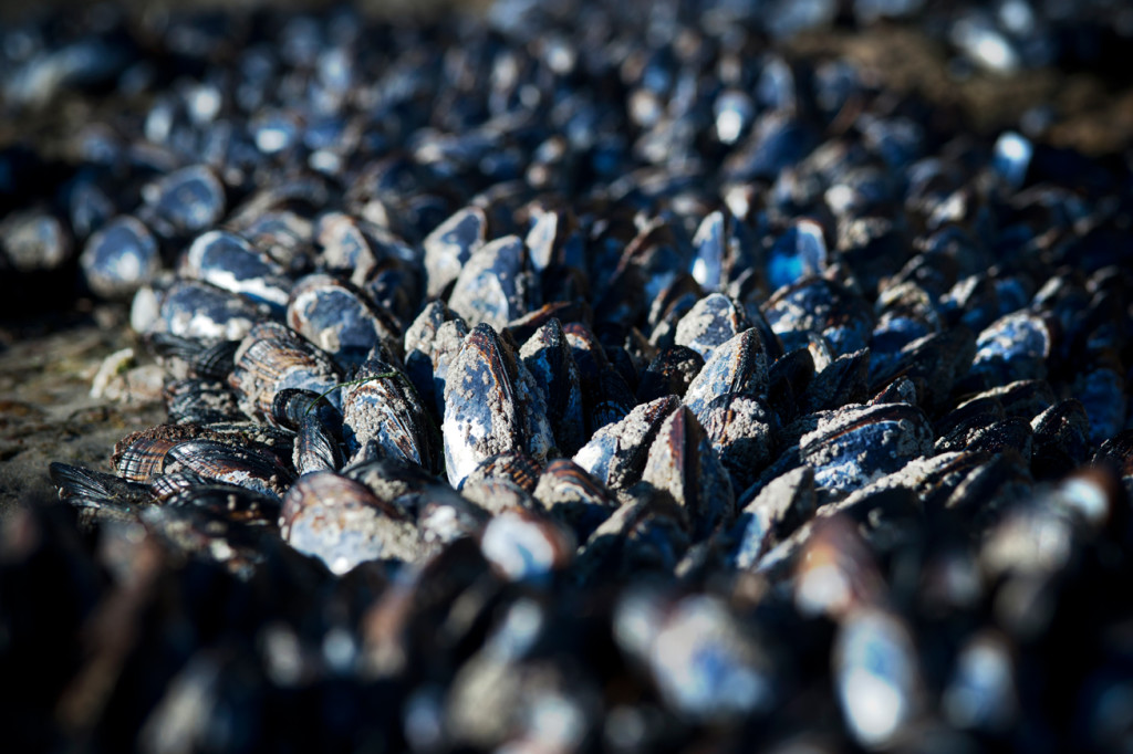 clams on the beach california 31